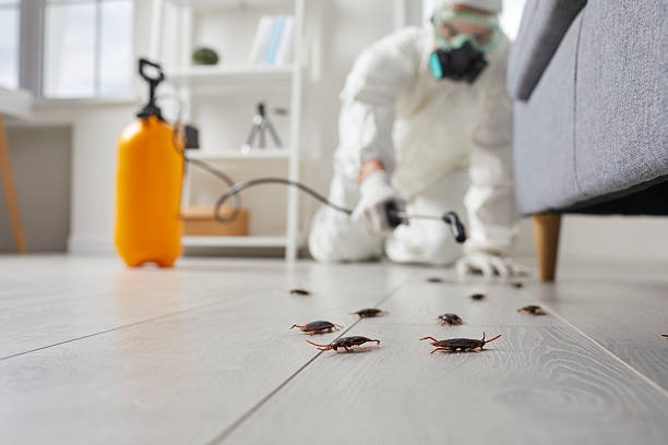 Post-Treatment Bed Bug Interceptor Monitoring in Dalhart